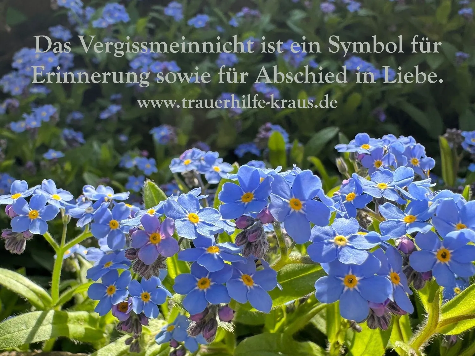 Vergissmeinnicht — blaue Blüten