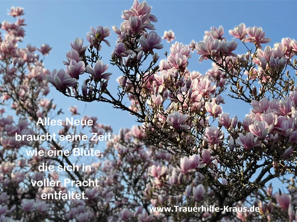 Magnolienblüten im Frühling